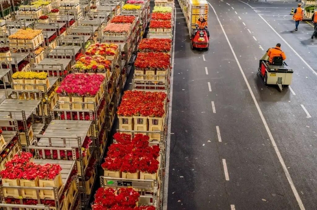 Studenten bijbaan Aalsmeer Amsterdam TU delft bloemenveiling